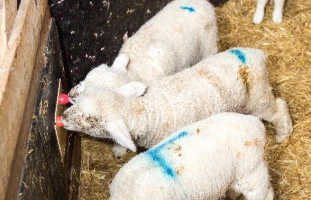 Switch to automatic feeder reduces labour requirement