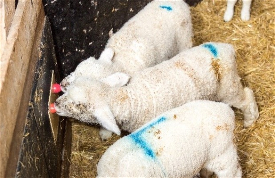 Switch to automatic feeder reduces labour requirement