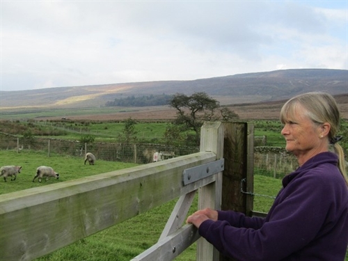 Automatic feeder takes all the stress out of lambing