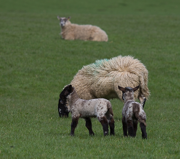 Put a system in place to rear your surplus lambs