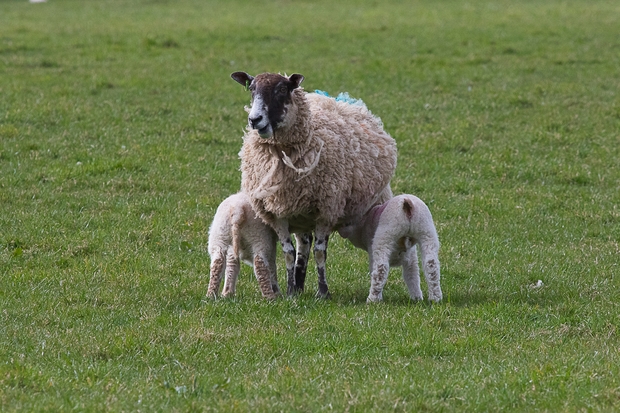 Latest worming advice