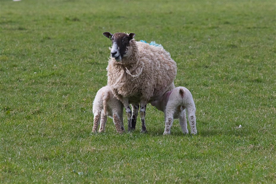 Latest worming advice