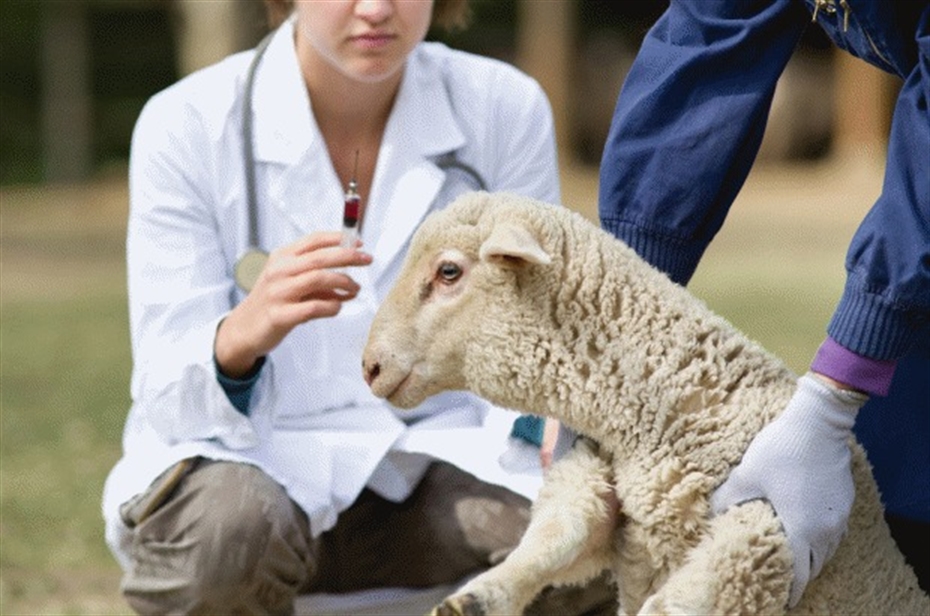 Health Challenges for Sheep