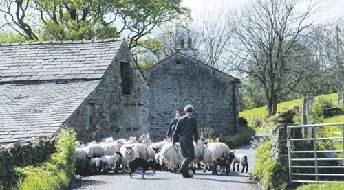 Year of the Family Farm 2017