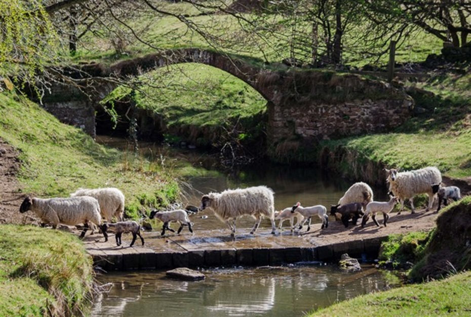 Announcing the winner of the Lambing Photo Competition